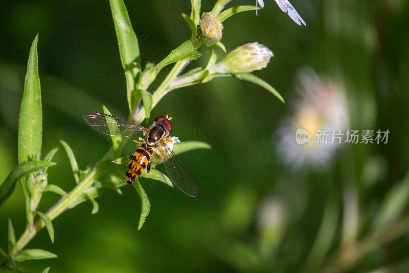 边缘书法家，(Toxomerus marginatus)， Syrphe margin<s:1>。